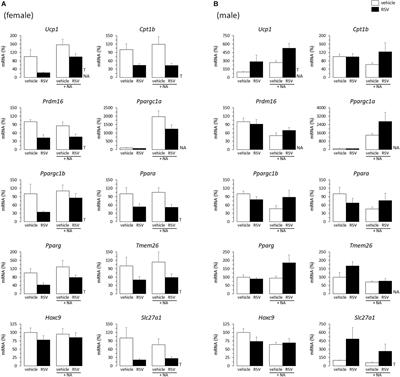 Neonatal Resveratrol and Nicotinamide Riboside Supplementations Sex-Dependently Affect Beige Transcriptional Programming of Preadipocytes in Mouse Adipose Tissue